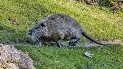 大きいネズミみたいな動物とその周辺の奇妙な現象